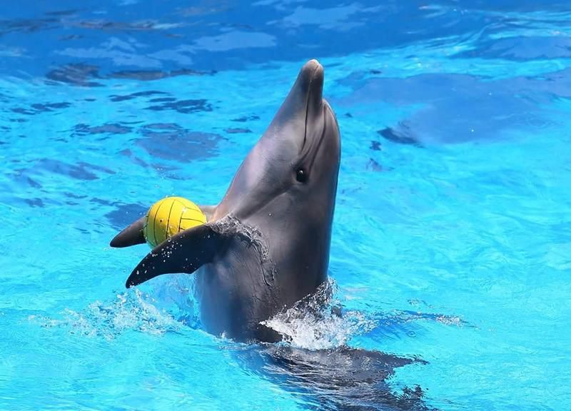 ბათუმის დელფინარიუმი